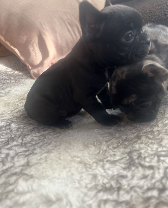 Продават се малки френски булдогчета