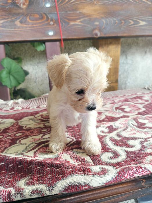 Малтипу (maltpoo)