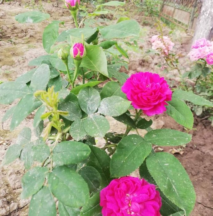 Vând butași de trandafiri dulceață