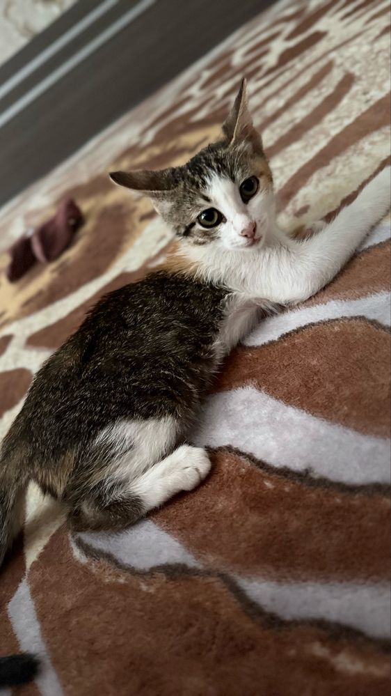 Котенок девочка 2 месяца