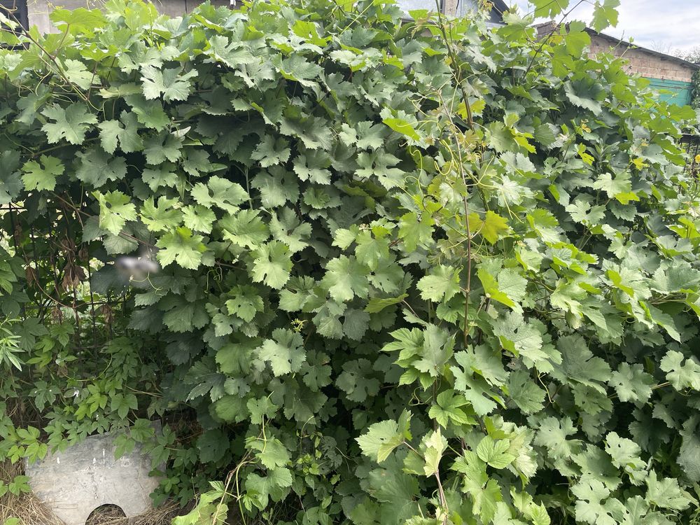 Продам дачу с домом, садом и постройками в Енбекшиказахском р-не