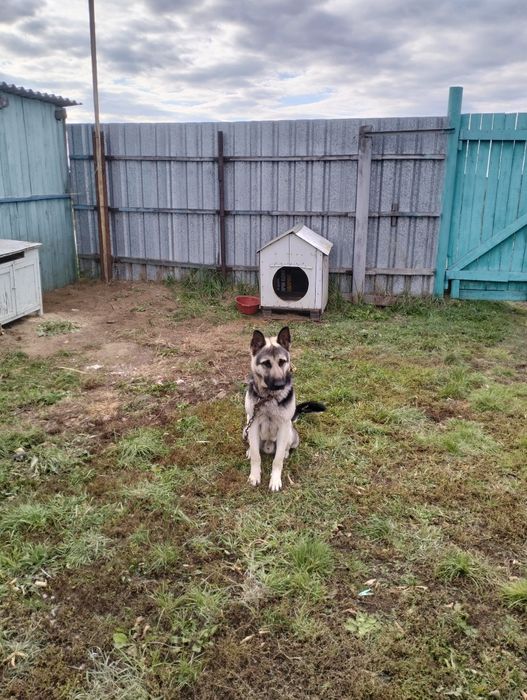 Продам восточно европейскую овчарку