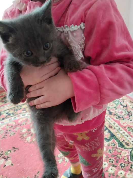 Серенькие  комочки