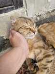 Кошка шотландская