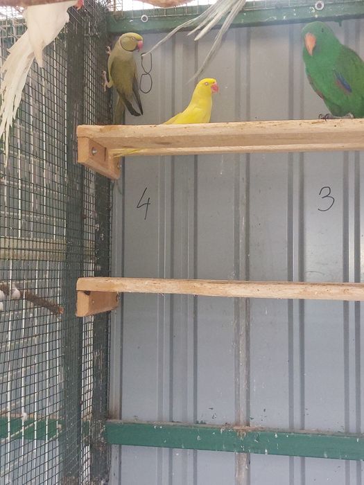 Papagali Micul Alexander