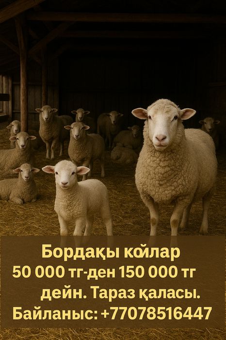 Абеке ет Тараз соғым еті Қой еті ешкі еті бордақы байланған еттер қой