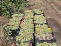 Struguri de vin altoiți
