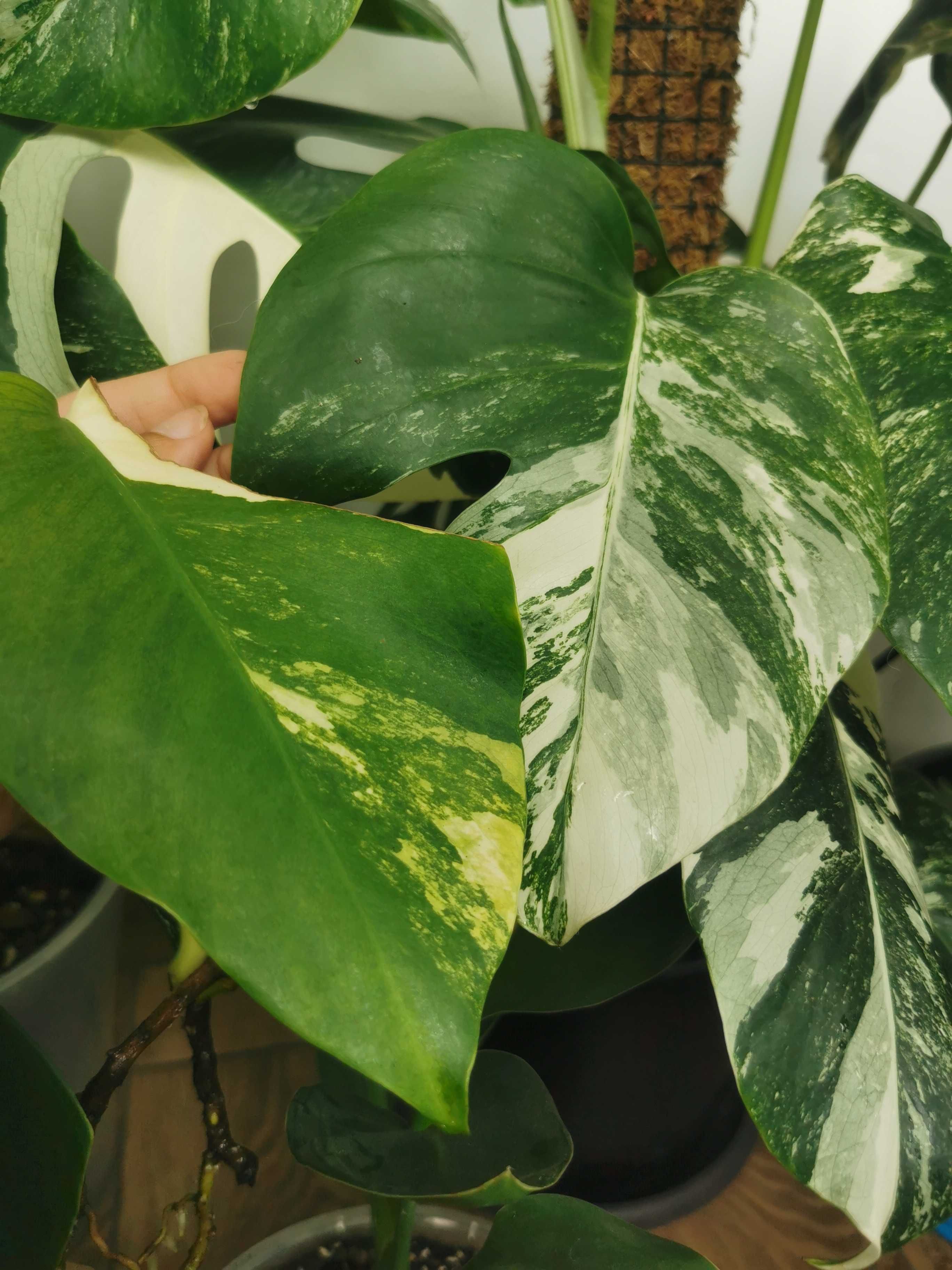 Monstera Aurea Yellow Variegata