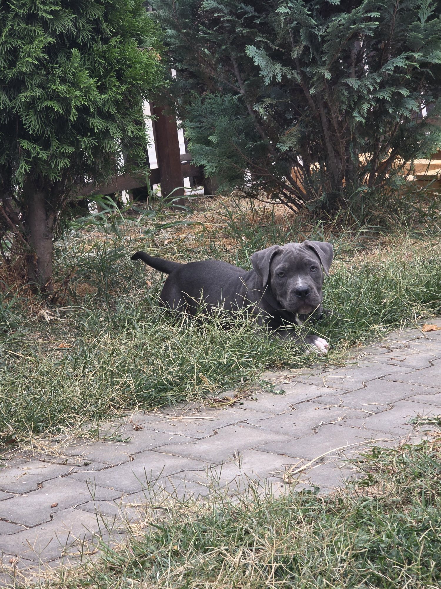 American Bully Pocket