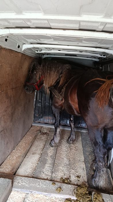 Schimb cu animale ..