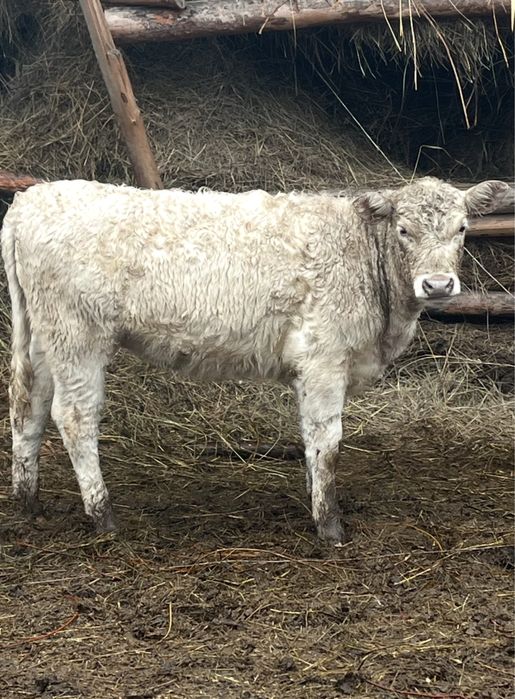 Продам подсосную телочку аулиекольской породы