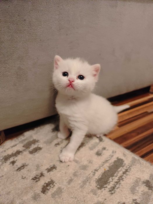 Pisoiaș British iubitor și dornic sa meargă la o familie iubitoare