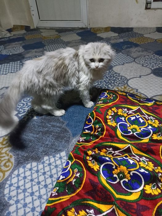 Mushuk sotiladi rangi oq