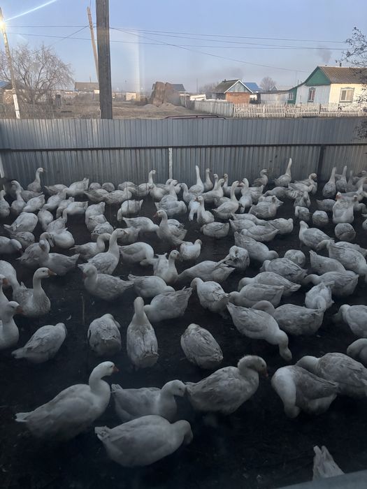 Продаеться Домашние Гуси