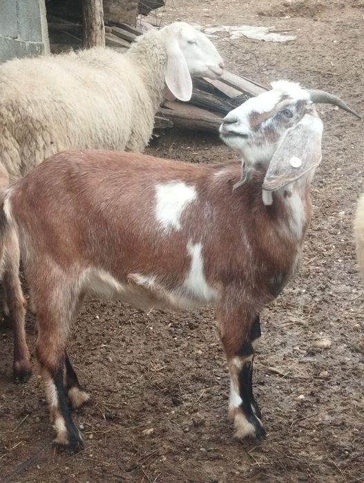 Capre și iede anglonubiene