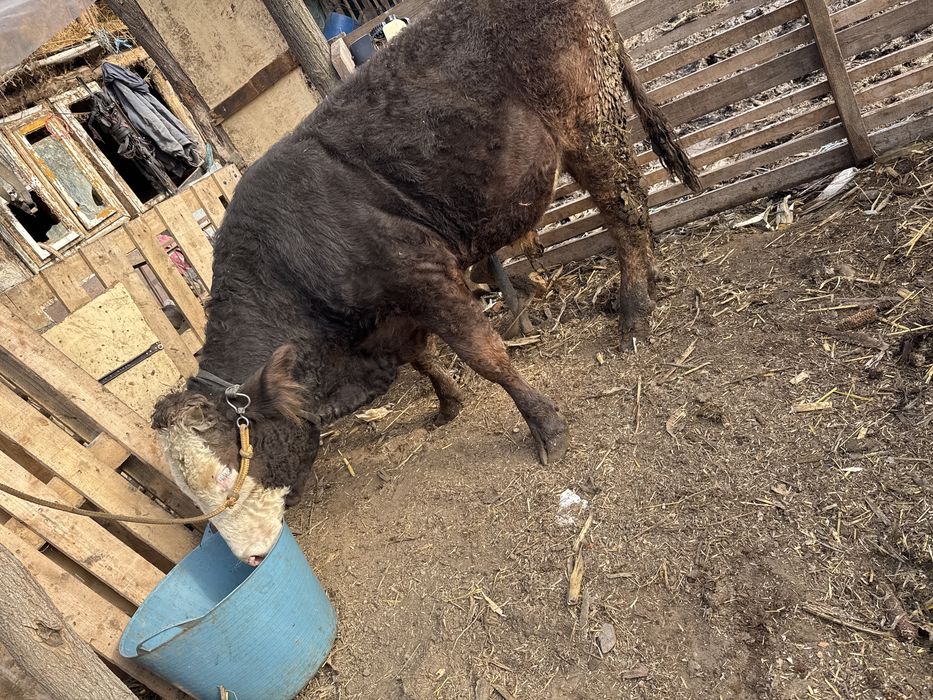 Taur  rasa brun la 6 luni