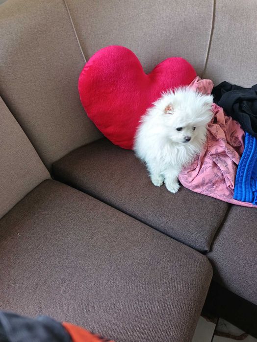 Бял померан 800лв