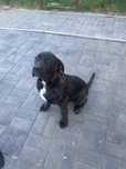 Cane corso femela