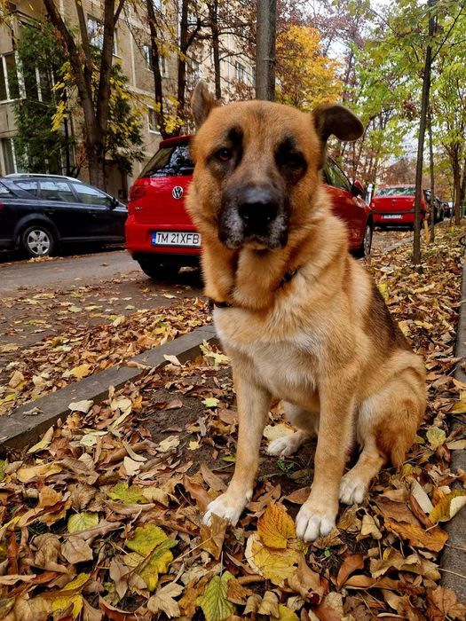 Spre adoptie un catelus Ciobanesc German