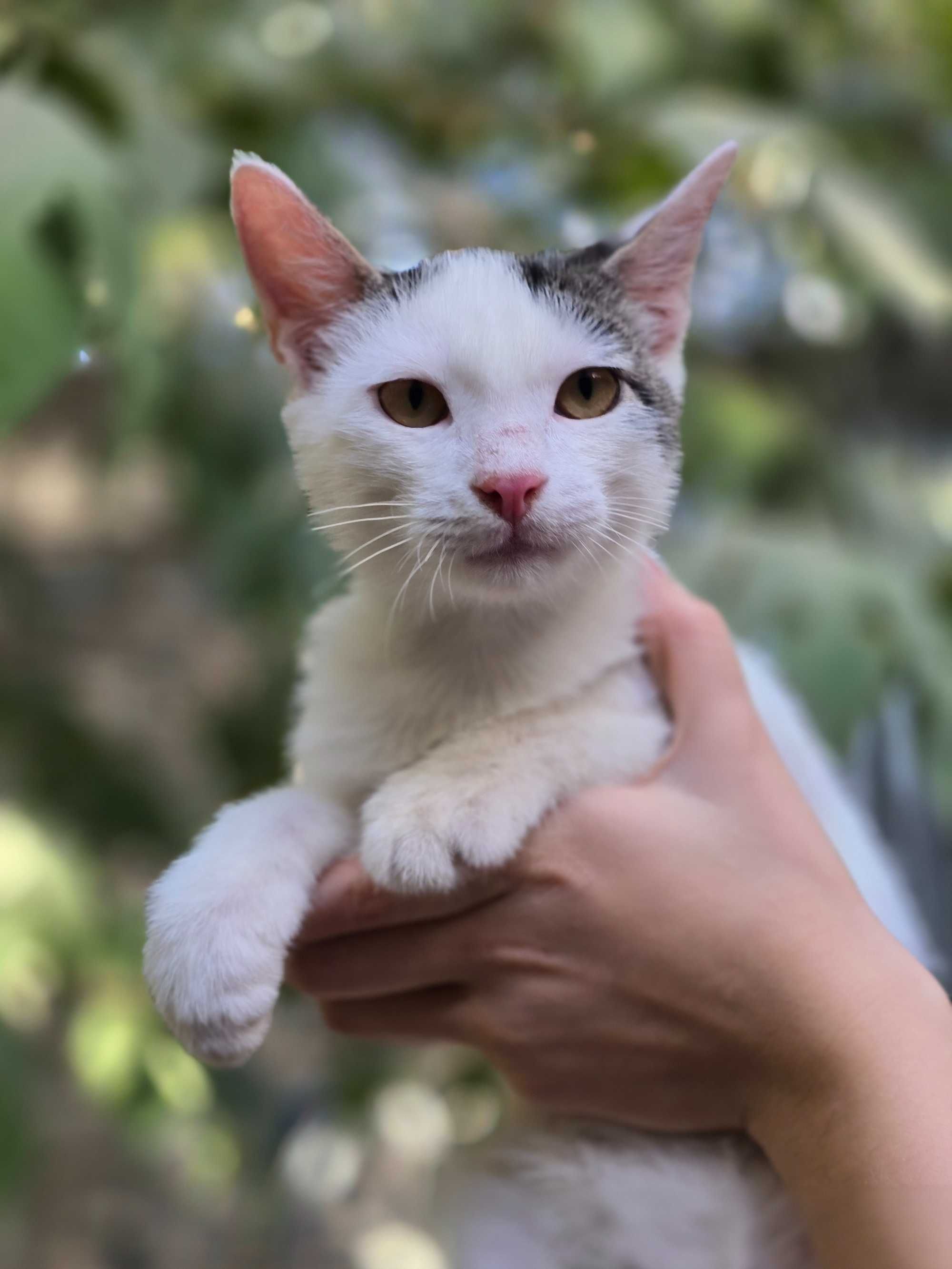 Котёнок, мальчик, 4 месяца