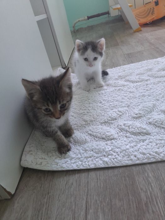 Отдадим котят за чисто символическую цену 3000 тенге