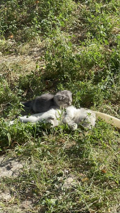 британский котяты от дам добрым рукам