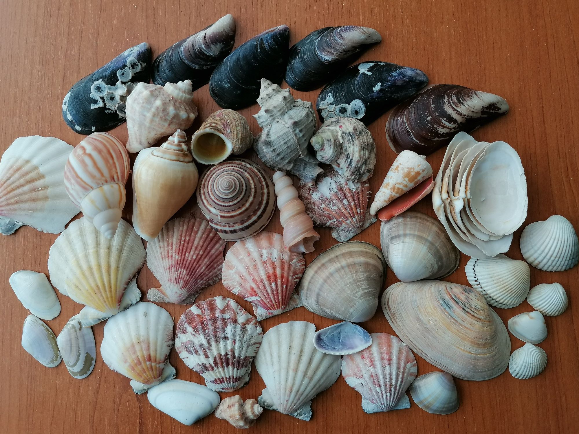 Acvariu 5l, ornamente, scoici, roci, corali, steluțe