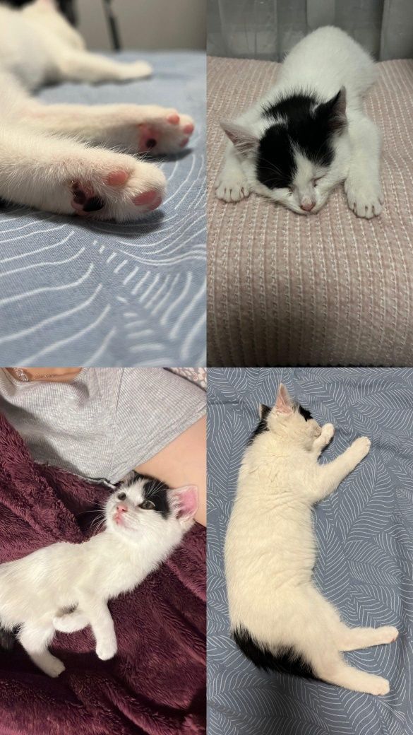 Подарявам котенце