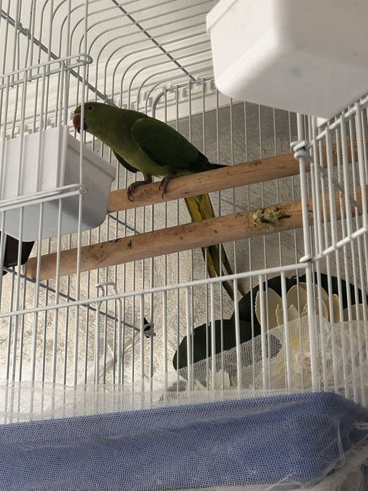 Micul alexandru papagal vorbitor