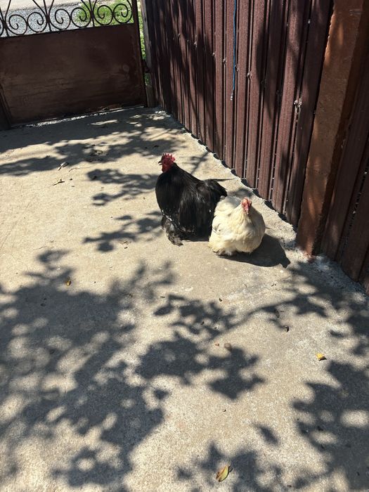Vand o pereche cochinchina pitic