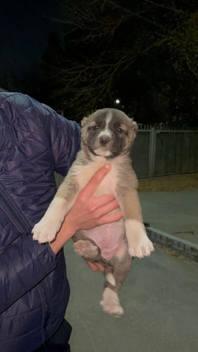 Алабай  породный