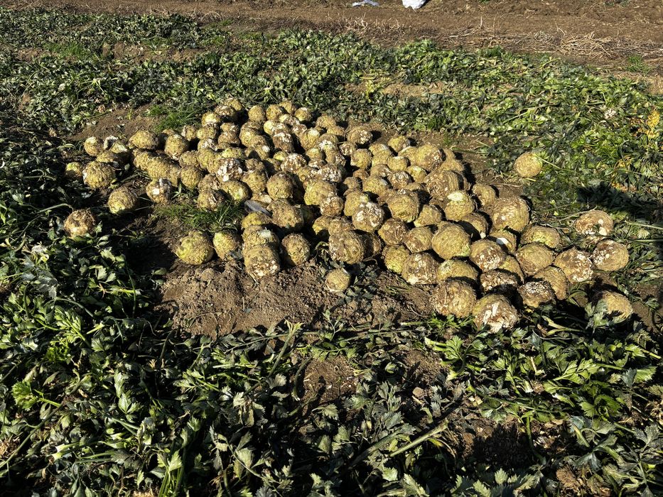 Vând telinā rādācinā