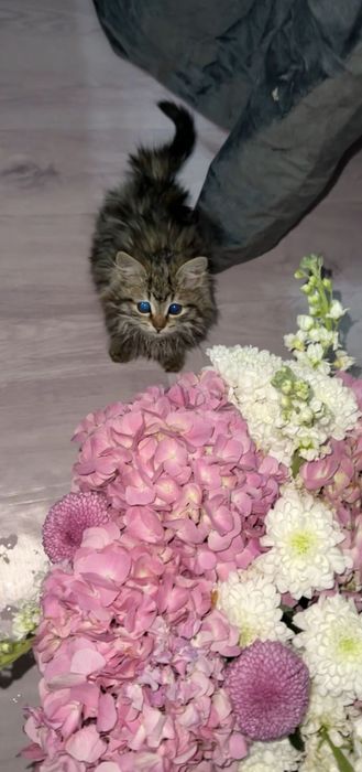 Котенок маленький ,пушистый