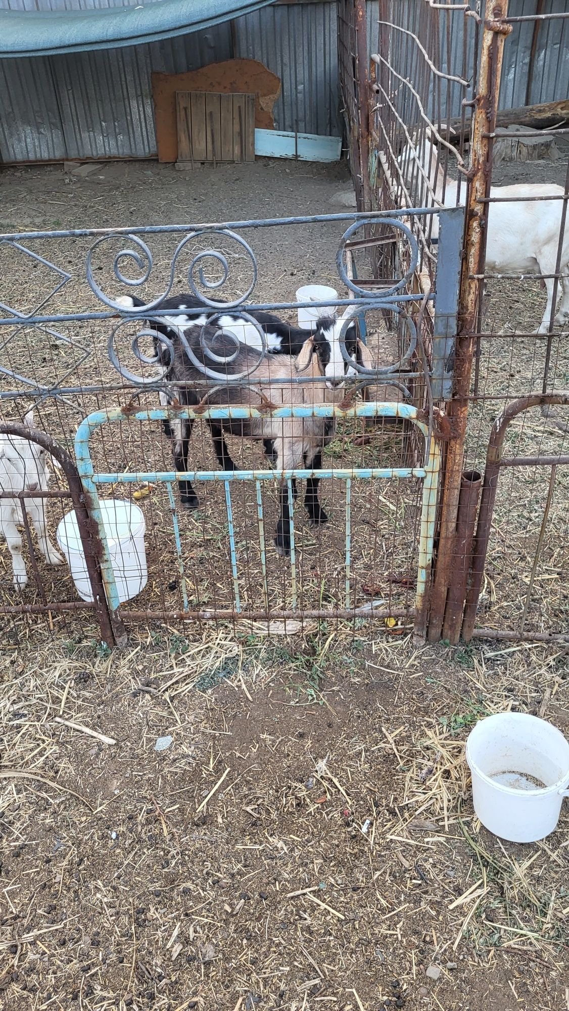 Продам коз зааненской породы