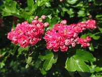 Crataegus san paulo