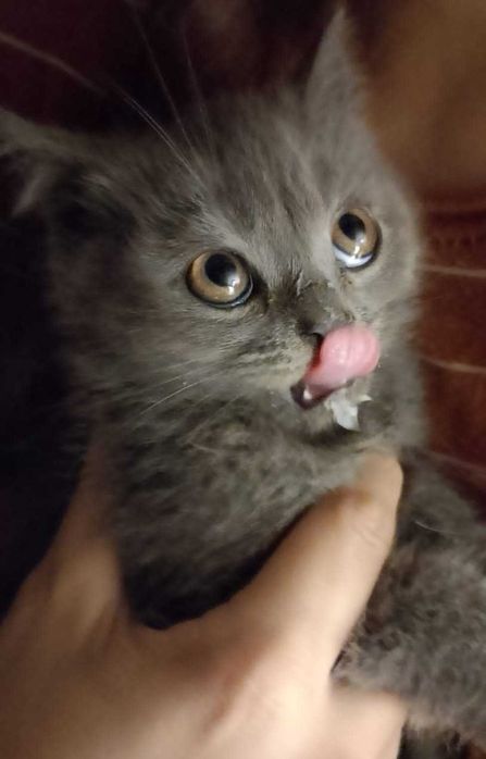 Котята в ответственные ручки