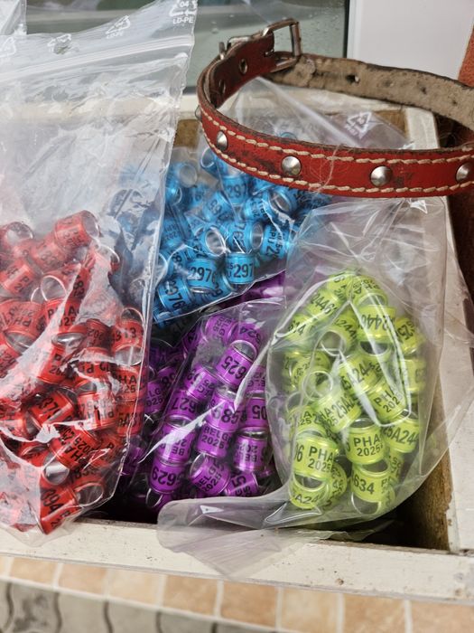 Inele amatori  de 8 mm