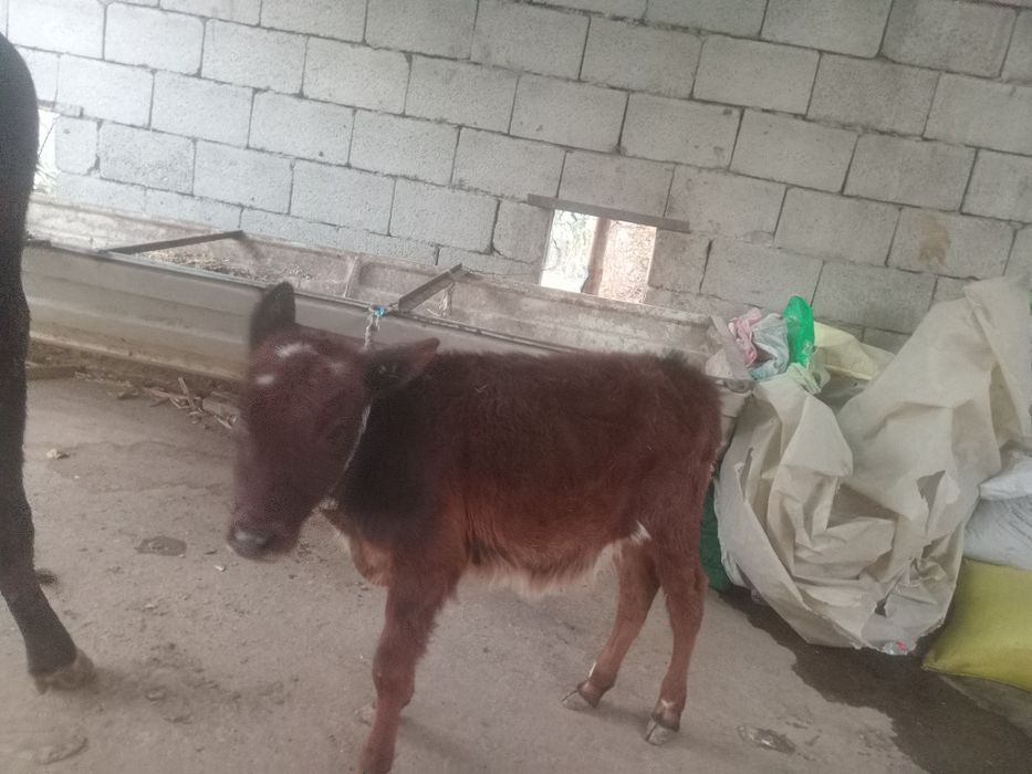 Ona Bola sigir sotiladi birinchi qorin bolasi G'unojincha  suti  yoq b