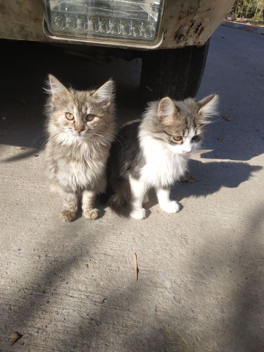 Отдам даром котят