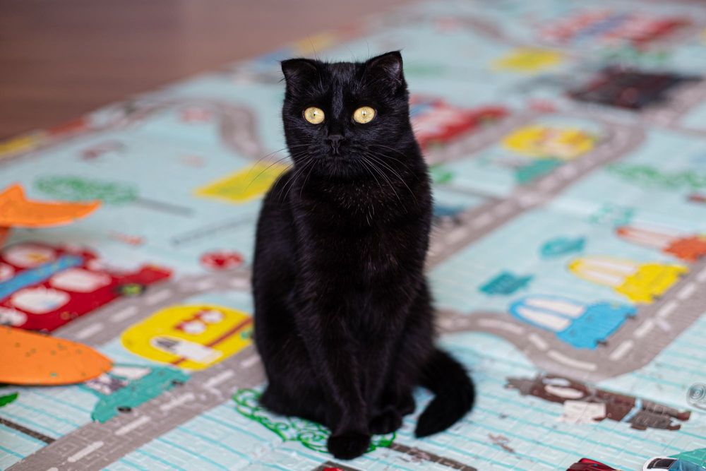 Шотландская кошка