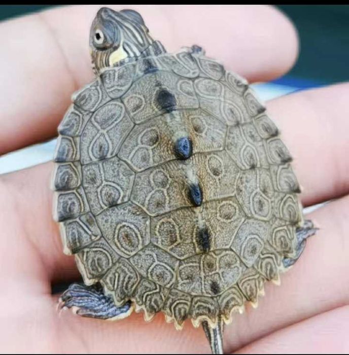 Миссисипская черепаха , Детёныш черепахи,