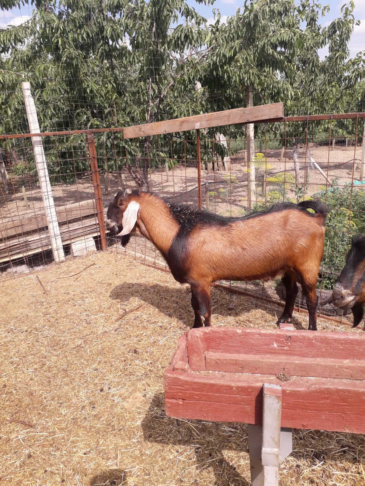 Capre de vanzare