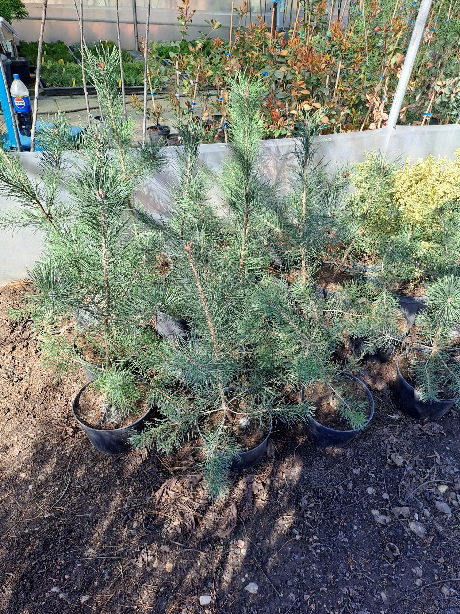 Plante ornamentale