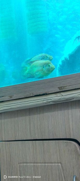 Хемихромис-красавец