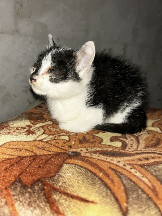 Donez pui pisica-băiețel.