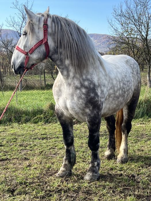 Iapa sura 5 ani 1.70 inaltime foarte blanda fara defecte‼️