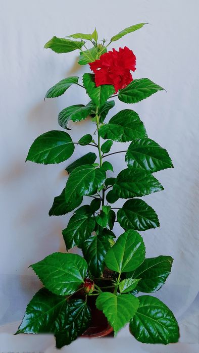 Kitayiskiy roza/китайский роза