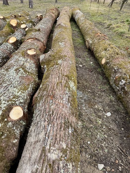 Stejar gorun masiv de dimesiuni mari.