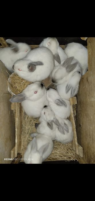 Kaliforniya quyonlar/ калифорнийские кролики