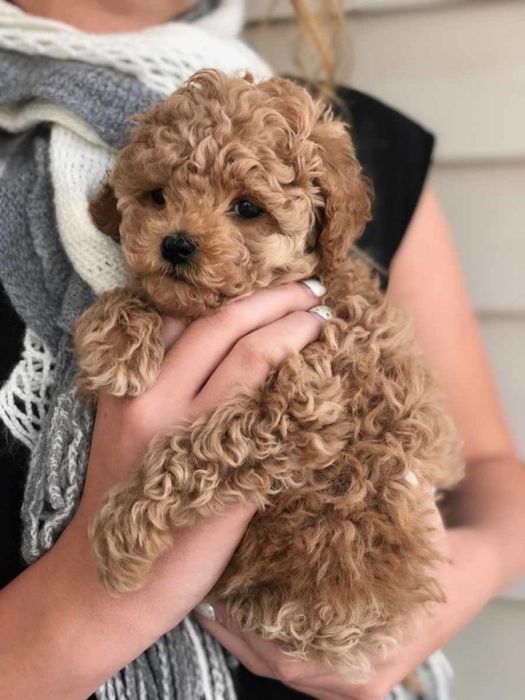 Maltipoo toy fetiță